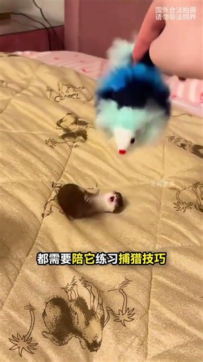 The Lively Least Weasel: Turns White in Winter, What's the Difference from a Stoat? #LeastWeasel ...