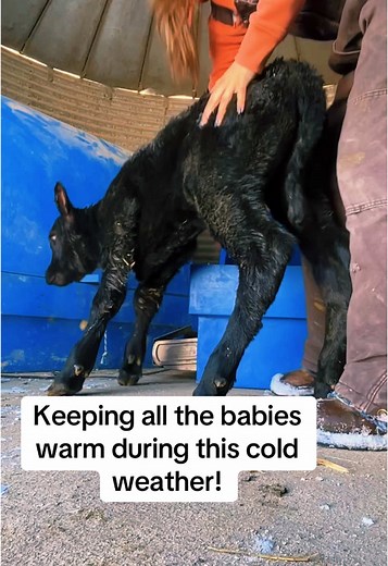 Keeping Calves Warm During Winter Calving Season