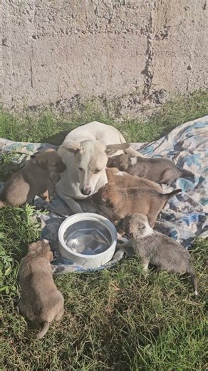 cute pupies#homeless #speechless #streetdog