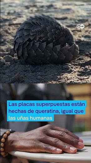 The World's Most Trafficked Animal: The Tragedy of the Pangolin