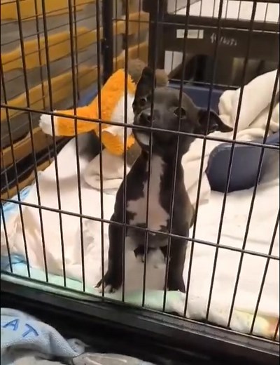 Gazdajelöltes lett. BABAKUTYA A MISKOLCI GYEPMESTERI TELEPEN ‼️ Egy apró, 11 hét körüli kislány került be a telepre. Leírhatatlanul cuki, valami hihetetlenül édes mix.🥰 Mivel egyedül, magányosan él a ketrecében, sokat sírdogál mami és társak hiján. EXTRA GYORSAN IDEIGLENES BEFOGADÓT, GONDOS GAZDIT KERESÜNK SZÁMÁRA ‼️🙏‼️ Ha segitenél kérlek írj üzenetet a Miskolci Második Esély Állatvédő Alapítvány - MME Alapítvány oldalunkra! | Miskolci Második Esély Állatvédő Alapítvány - MME Alapítvány