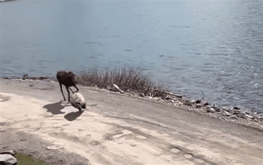 Moose Chases Grizzly Into Glass Window After The Bear Ate One Of Her Calves In Glacier National Park | Whiskey Riff