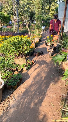 148 reactions | Ep254:Best 4 flowering plants easily grow in winter season  #gardeningtips #winterflowers #plantscollection #fyp #explore | Plantswith Momin | Facebook