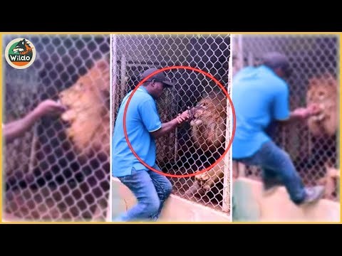 40 Most Brutal Animal Attacks Caught on Camera | WildLife Attacks #79