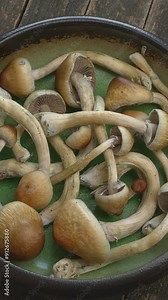 Close-up of psychedelic psilocybin mushrooms Golden Teacher on rustic wooden table. Psilocybe Cubensis raw mushrooms. Micro-dosing concept. Top view, table spin. Vertical video.