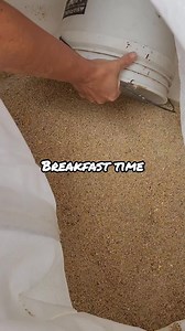 21K views · 469 reactions | Breakfast Time! #chickens | Mountain Spring Homestead | Facebook