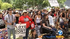Our coverage of The Official Animals Rights March LA | Jory Rand