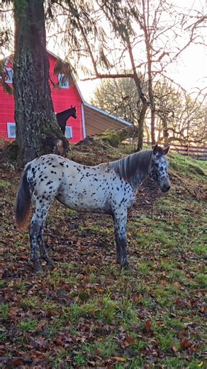 Miss Gracie is growing up! #foundationappaloosa #appaloosa #ranch #ranchlife #ranchliving #pferde #cavalo #caballo #country #november #Oregon #pnw #barn #horselife | Jack Creek Appaloosas