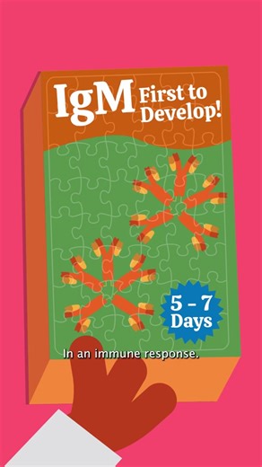 Aprende sobre los isótopos de anticuerpos: IgM