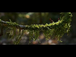 Free Calm Backsound | No Copyright Forest Cinematic Video | Relaxing Music