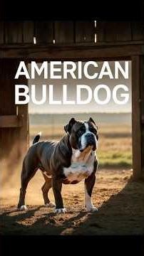 How Farm Dogs Saved the American Bulldog #DogHistory #WorkingDogs