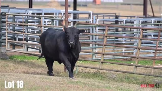 Videos for the 56th Annual Calhoun Bull Test Sale are up on ugabeef.com! See you Dec. 5th @ 12:30! | UGA Beef Team