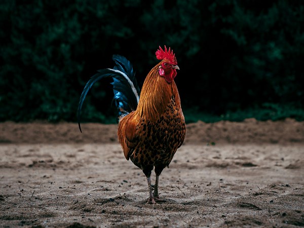Rooster attack leaves woman, 26, battling serious infection