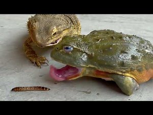 Frog challenge！ Frog and lizard. A pleasant meal. African bullfrog, bearded dragon.アフリカウシガエルとアゴヒゲ