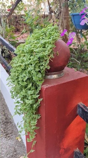 Turtle vine set in a pot like this 😍✨ #gardening #shortsreels
