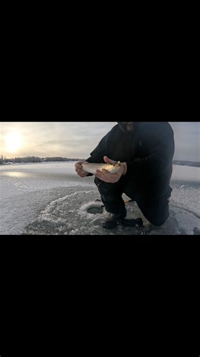 Celsius automatic hook setter catches me a small rainbow ice fishing early ice 2026 season #icefishing #fishing #outdoors #alaskalife #fish | Fishing with Charles