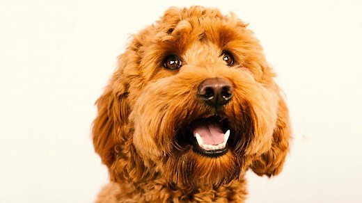 Australian Cobberdog: características, comportamiento y cuidados