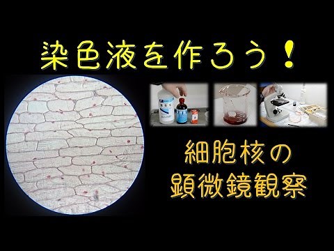 染色液を作ろう！細胞核の顕微鏡観察（酢酸カーミンの代替）
