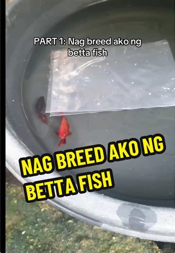 Nag Breed Ako ng Betta Fish: Part 1