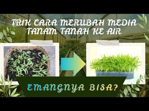 Tanah ke Hidroponik! Cara Pindah Tanam Kangkung #tutorial #kangkung #hidroponik
