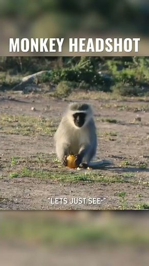Monkey SHOT IN THE EYE with an Air Gun!