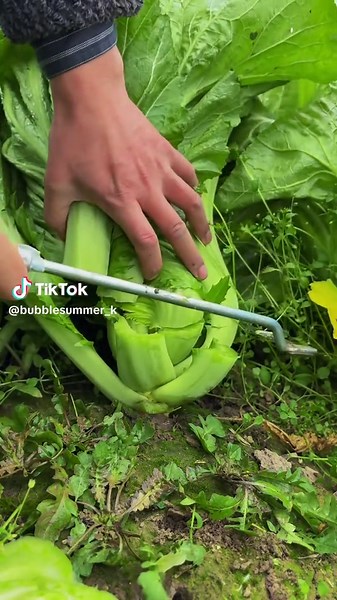 Video của bubble summer (@bubblesummer_k) với bản nhạc original sound - bubble summer