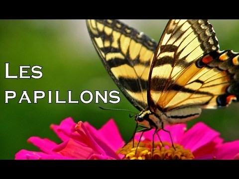 Les papillons