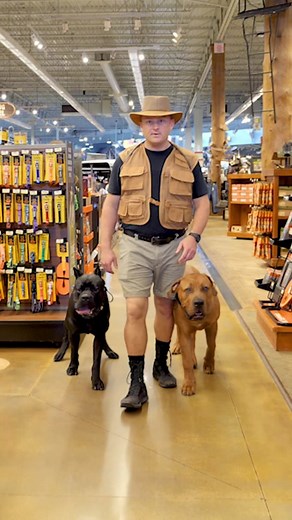 Is the Boerboel Right for You? #dog #boerboel #southafricanboerboel #puppy #dogs #doglover #boerboels #fyp #dogmom