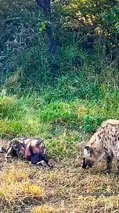 6.6K views · 46 reactions | Painted African Wild Dogs Vs Hyena Fight For Food. | Talent World | Facebook