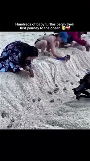 Hundreds of baby turtles begin their first journey to the ocean 🥹❤️‍🩹