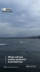 32K views · 1.5K reactions | A whale-watching group took a tour off New South Wales. They got a show. https://abcn.ws/3VfWl1U | ABC News | Facebook