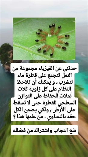 حدثني عن الفيزياء مجموعة من النمل تتجمع على قطرة ماء لتشرب ، و يمكنك أن