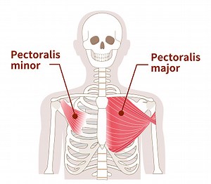 Illustration of the anatomy of the pectoralis major and minor muscle