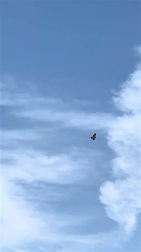 🦅 🚨 hawk alert got something planned next week to capture him up close 🚨 #hawk #hawks