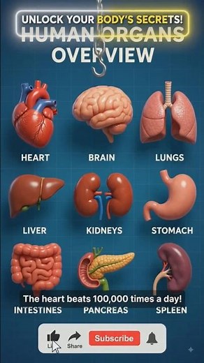 Human Body Systems 3D Animation 🧠🫀🫁 | How the Human Body Works! #shorts