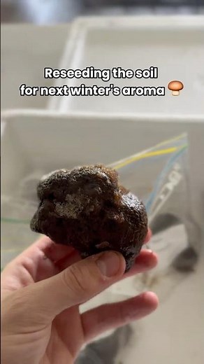 Post-Harvest Truffle Spore Inoculation: Reseeding the Orchard for Next Winter