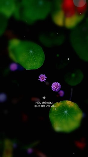 Hãy thở sâu giữa đời vội vã… #nhachaymoingay #lyrics #tamtrang #music #nhacchill #fyp #lonelymusic