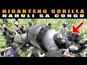 Pinakamalaking Gorilla nahuli sa Congo | LARGEST Gorilla Found in Congo! | king kong | Big foot