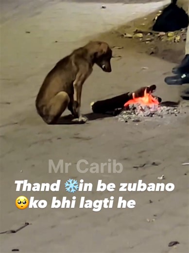 Winter Pet Care Tips for Cold Weather