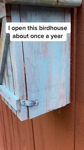 Bluebirds and Birdhouses: A Fascinating Look into Bird Behavior