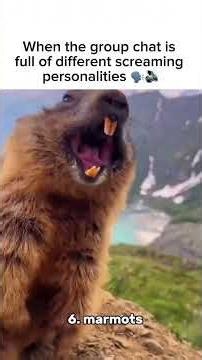 Ranking 12 Screaming Animals 🔊