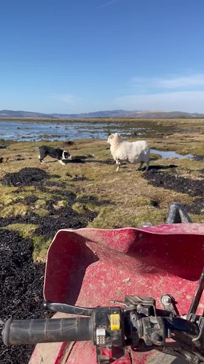 Sheepdogs Herding Lame Sheep: A Shepherdess's Challenge