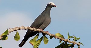 White-crowned Pigeon Identification, All About Birds, Cornell Lab of Ornithology