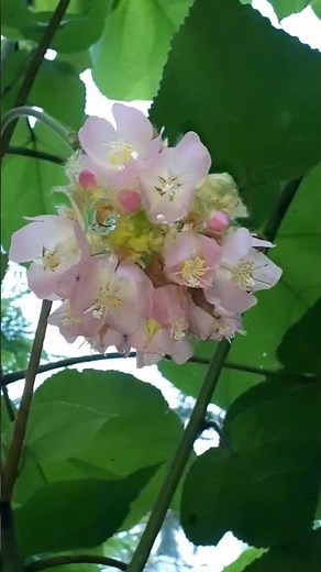 Dombeya cayeuxii. Contains lots of nectar and pollen. Up to more than 15 petals per flower stalk.
