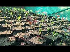 sandalwood seeds germination process