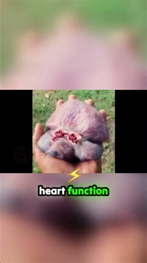 Turtle Hearts Beat Without Brain Signals #facts #animals #wildlife #snake #insects #cooking #ants
