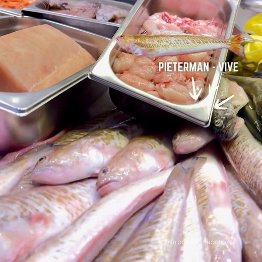 La saison des 🐟 vives 🐟! La vive est un poisson très savoureux dont le goût ressemble à celui de la sole. Elle nage dans l’océan Atlantique, la mer Méditerranée et, bien sûr, la mer du Nord. Opgelet! De stekels van deze vis zijn bijzonder giftig… een aanraking met zulke stekel kan in het slechtste geval lijden tot (tijdelijke) verlamming. Je laat dit visje best opkuisen door onze visboeren vooraleer je er mee aan de slag gaat! Bon appétit! | Noordzee - Mer du Nord