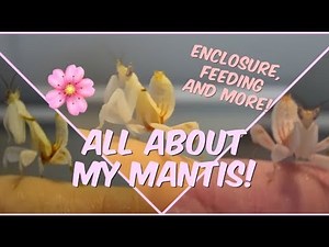 PRAYING MANTIS' AS PETS! ( How I Care For My Mantis)