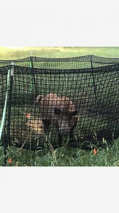 ⭐⭐⭐⭐⭐ 371 pound hog no problem. - Allen P. Our heroes in the wild are outsmarting hogs, one catch at a time! See how they’re winning the battle—check out our customer success stories at pigbrig.com | Pig Brig Trap Systems