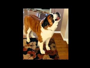 St. Bernard Howling